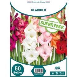 BULBOS GLADIOLO SUPER PACK 50 UDS