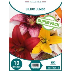 BULBOS LILIUM JUMBO SUPER PACK 10 UDS