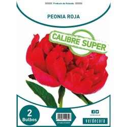BULBOS PEONIA ROJA CALIBRE 2/3 - 2 UDS.