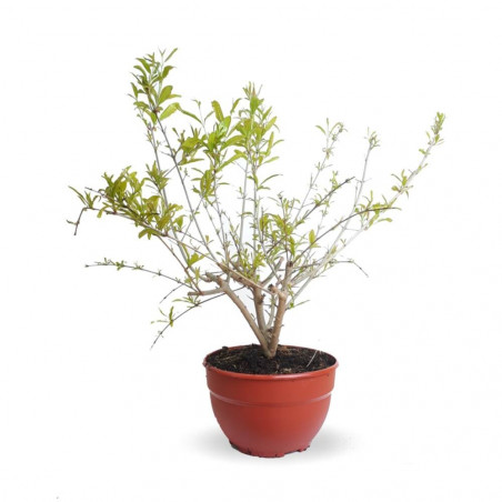 PRE BONSAI GRANADO