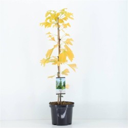 GINKGO BILOBA MACETA 19CM
