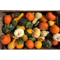 CALABAZA MEZCLA