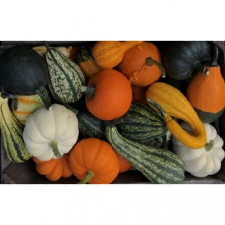CALABAZA MIX