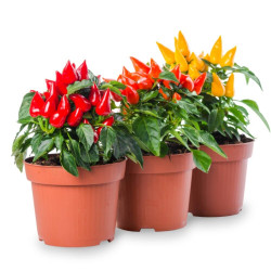 PIMIENTO ORNAMENTAL MACETA 3 LITROS EXTRA