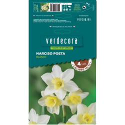 BULBOS NARCISO POETA BLANCO VERDECORA 4 UDS