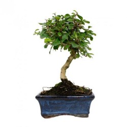 BONSAI 5 AÑOS CARMONA MICROPHYLLA