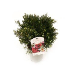 PLANTA DE CERA MACETA 14CM