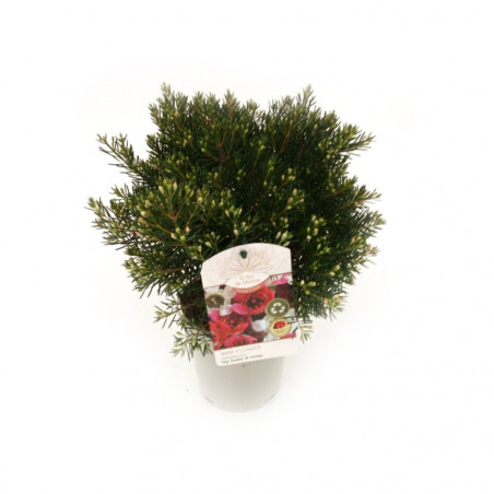 PLANTA DE CERA MACETA 14CM