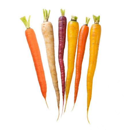 ZANAHORIA COLORES EN MACETA