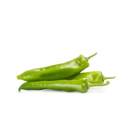 PIMIENTO ITALIANO EN MACETA