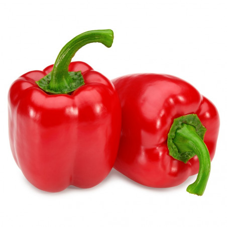 PIMIENTO ASAR EN MACETA