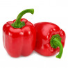 PIMIENTO ASAR EN MACETA