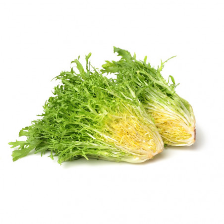 ESCAROLA RIZADA EN MACETA