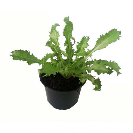 ESCAROLA RIZADA EN MACETA