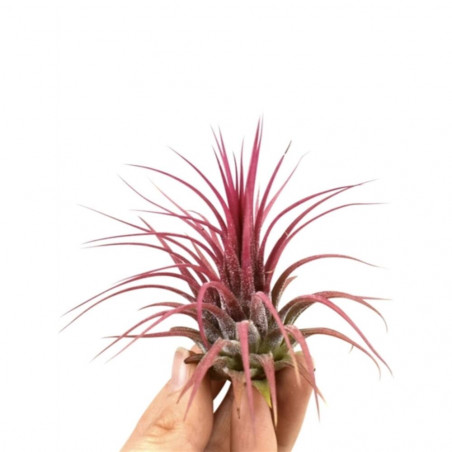 TILLANDSIA INONANTHA RODD PEQUEÑA