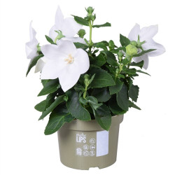 PLATICODON ASTRA BLANCO M-13