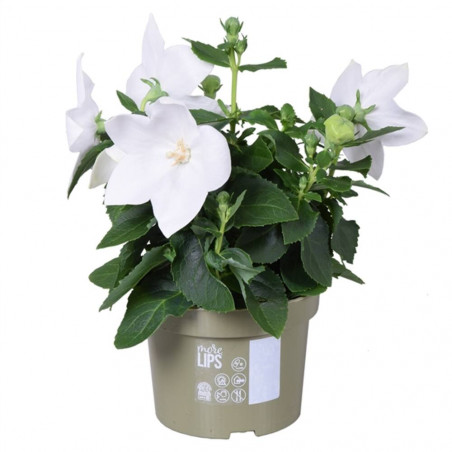 PLATICODON ASTRA BLANCO M-13