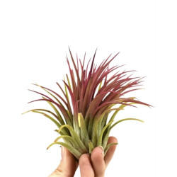 TILLANDSIA INONANTHA RODD MEDIANA