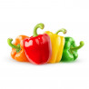 PIMIENTO CALIFORNIA COLORES