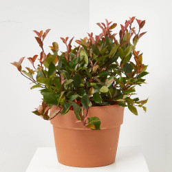 PHOTINIA ENANA