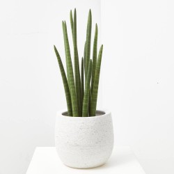 SANSEVIERIA CILÍNDRICA
