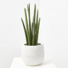 SANSEVIERIA CILÍNDRICA