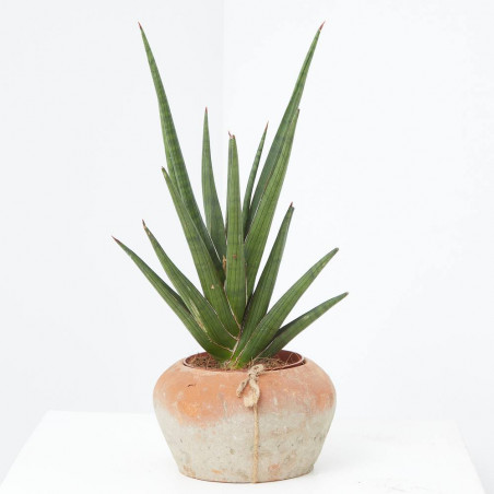 SANSEVIERIA CILÍNDRICA