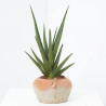 SANSEVIERIA CILÍNDRICA