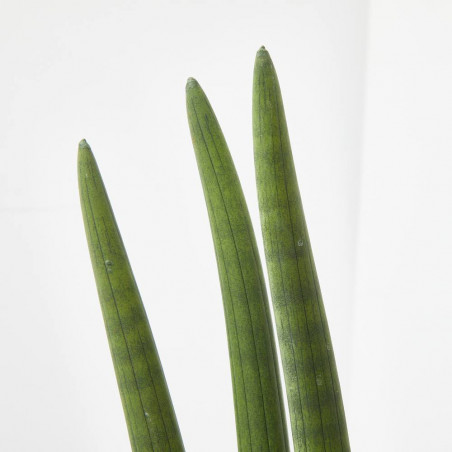 SANSEVIERIA CILÍNDRICA