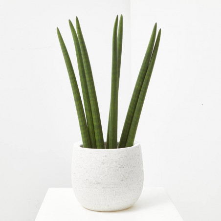 SANSEVIERIA CILÍNDRICA
