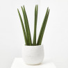 SANSEVIERIA CILÍNDRICA