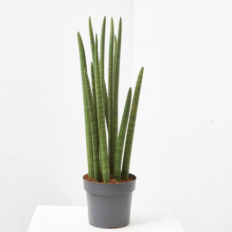 SANSEVIERIA CILÍNDRICA