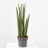 SANSEVIERIA CILÍNDRICA