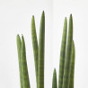 SANSEVIERIA CILÍNDRICA