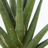 SANSEVIERIA CILÍNDRICA