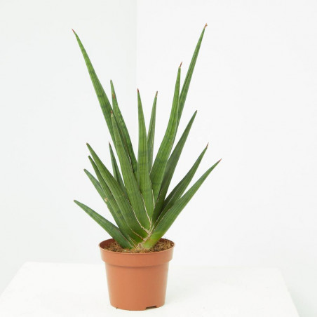 SANSEVIERIA CILÍNDRICA