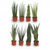 SANSEVIERIA CILÍNDRICA