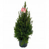 PICEA GLAUCA CÓNICA