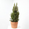 PICEA GLAUCA CÓNICA
