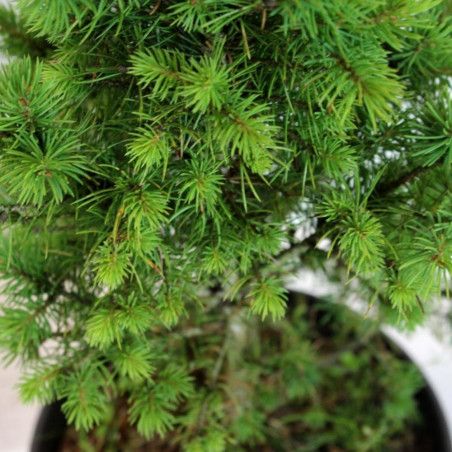 PICEA GLAUCA CÓNICA