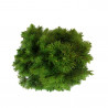 PICEA GLAUCA CÓNICA
