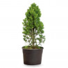 PICEA GLAUCA CÓNICA