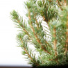 PICEA GLAUCA CÓNICA