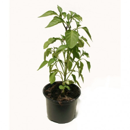 GUINDILLA MACETA 11CM