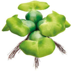 JACINTO ESTANQUE ARTIFICIAL