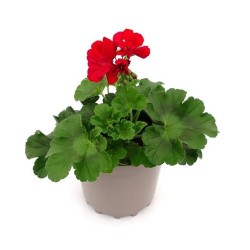 GERANIO CALLIOPE MACETA 19CM