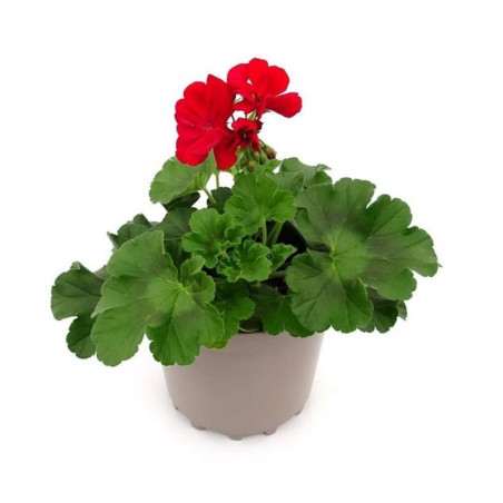 GERANIO CALLIOPE MACETA 19CM