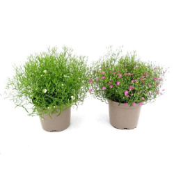 PANICULATA MACETA 13CM