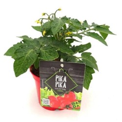 TOMATE VARIEDADES MACETA 13CM