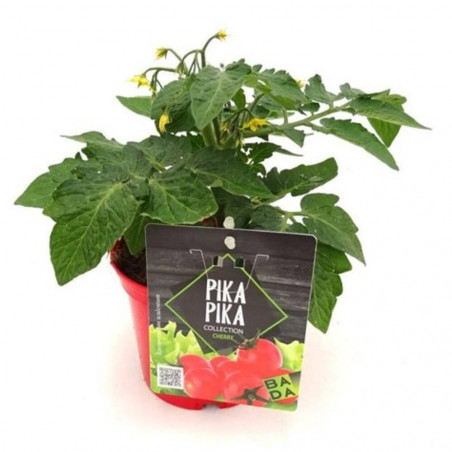 TOMATE VARIEDADES MACETA 13CM